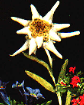 Edelweiss